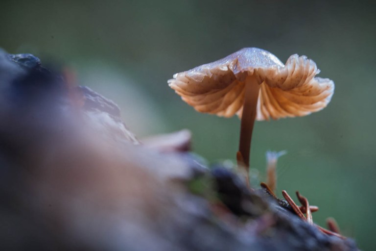 DOF Mushroom 1-2