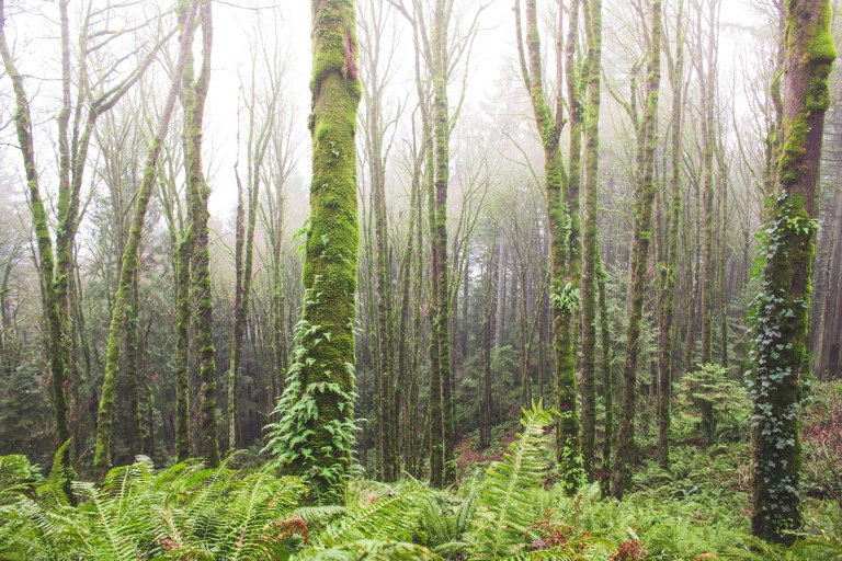Forest park- Foggy trees-0273