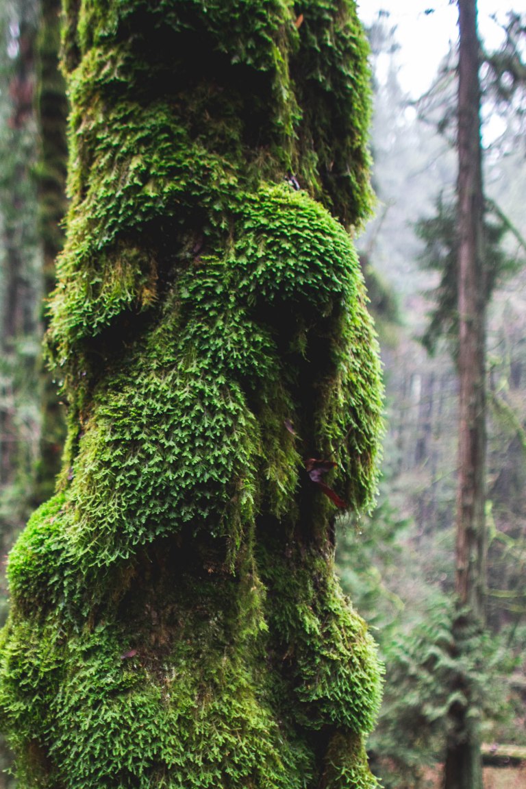 Forest park- Grumpy tree-0389