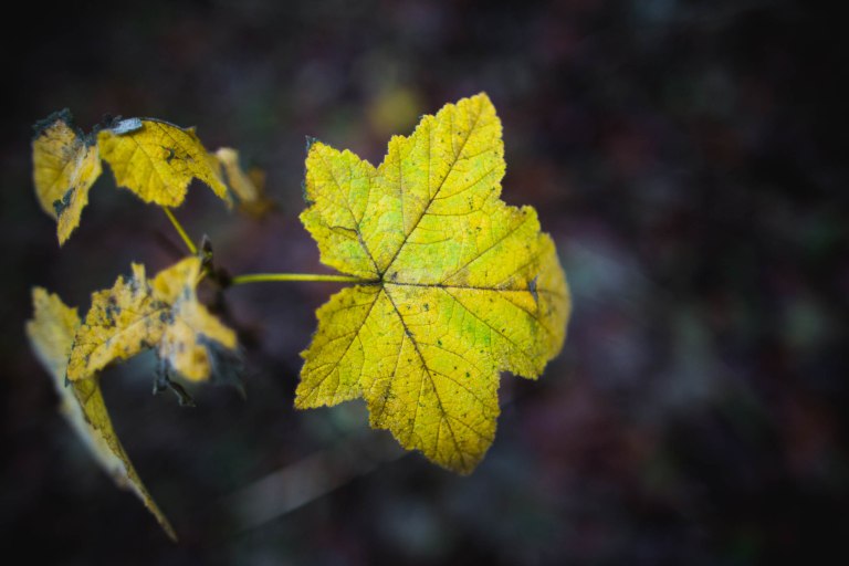 Forest park- Leaf detail-0412