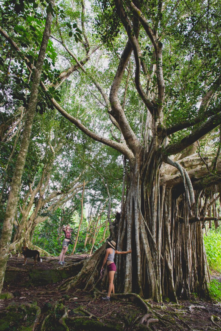 Hawaii Shipmans-4537